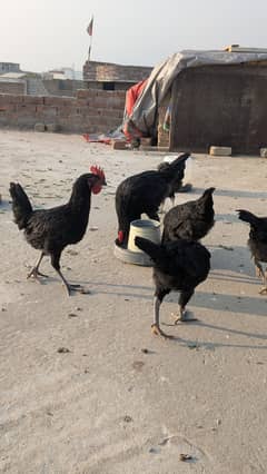 Australorp hens