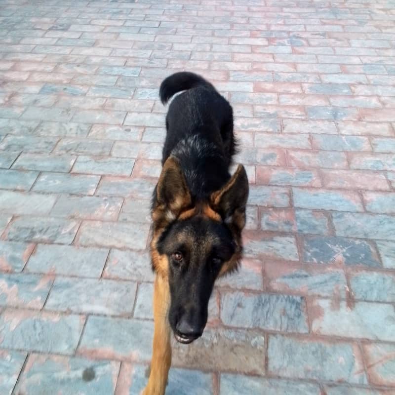 German Shepherd Male/ pup 7 months 0