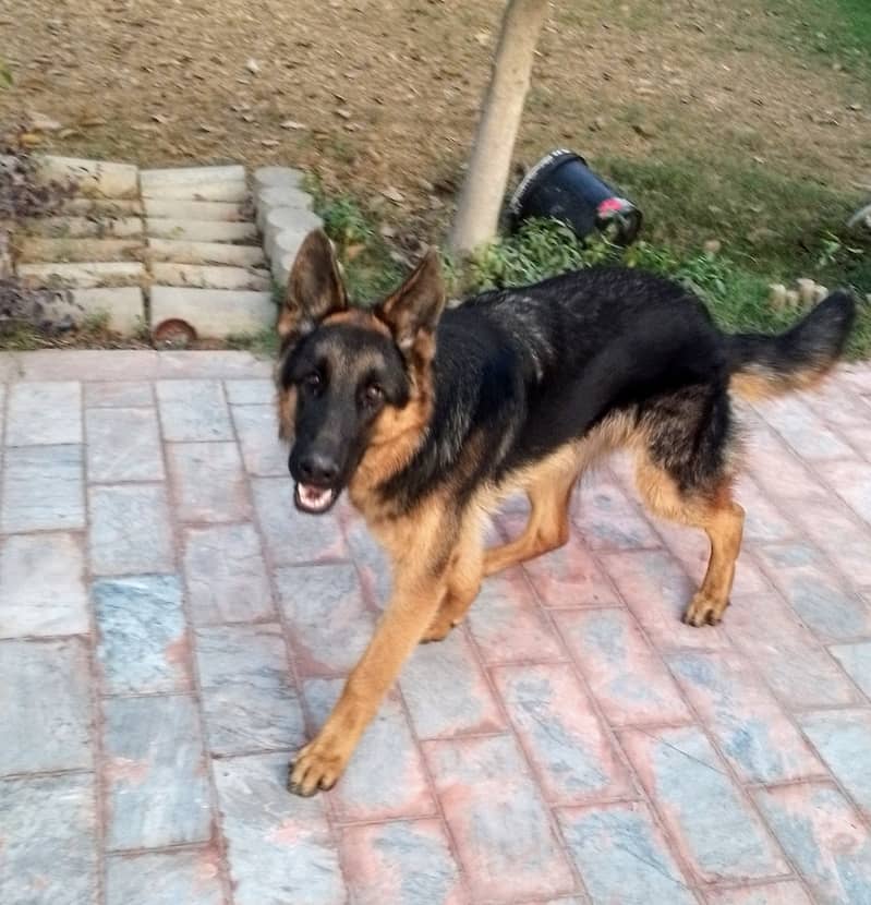 German Shepherd Male/ pup 7 months 1