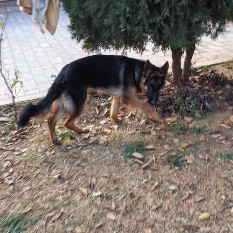 German Shepherd Male/ pup 7 months 2