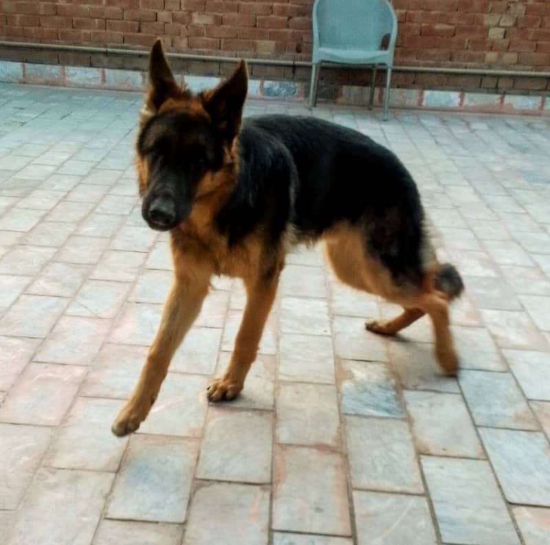 German Shepherd Male/ pup 7 months 3