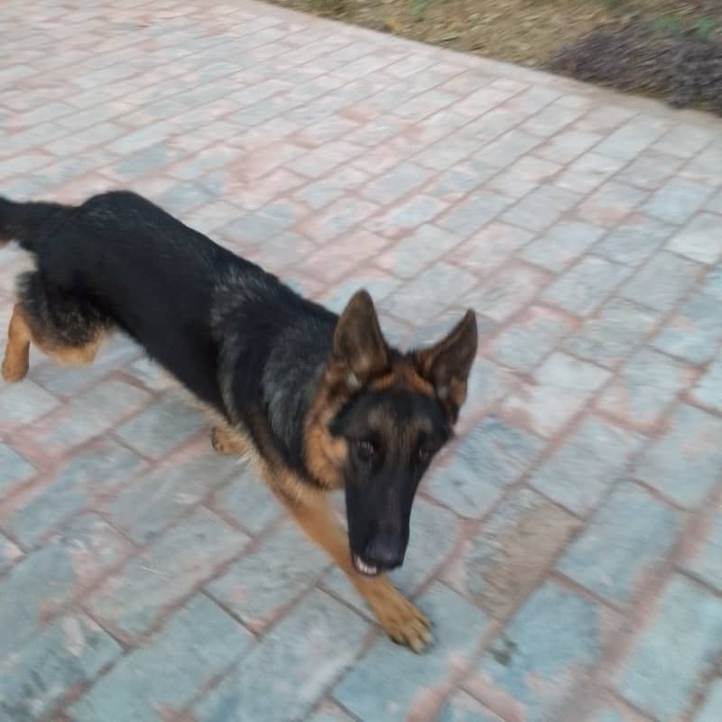 German Shepherd Male/ pup 7 months 4