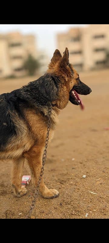 german shepherd 2