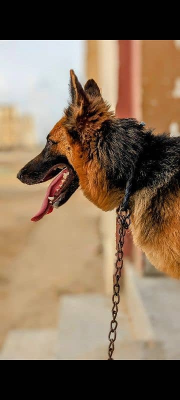 german shepherd 6