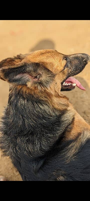 german shepherd 7