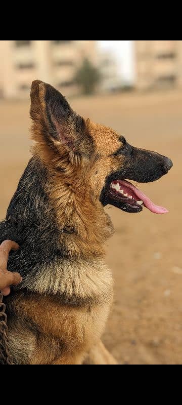 german shepherd 10