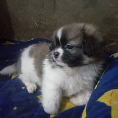 shihtzu puppy