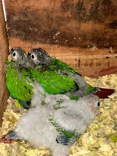 conure chicks