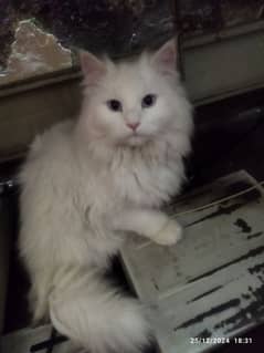 Persian cats pair for sale