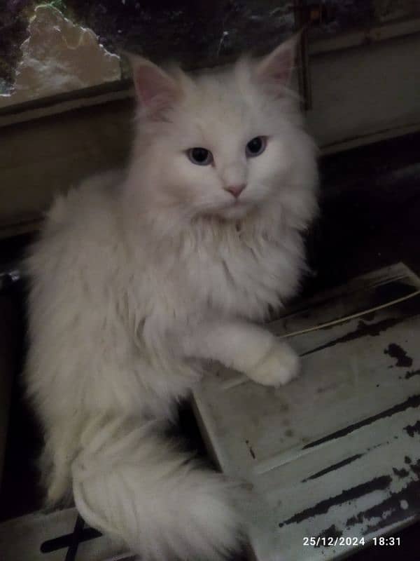 Persian cats pair for sale 1