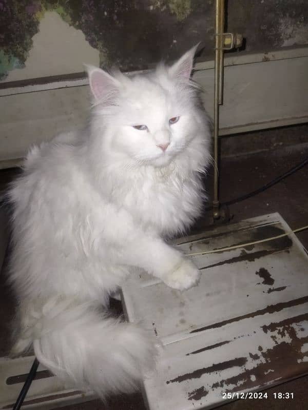 Persian cats pair for sale 2