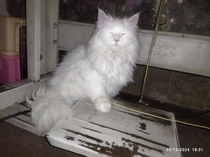 Persian cats pair for sale 3