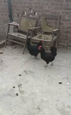 Australorp pair