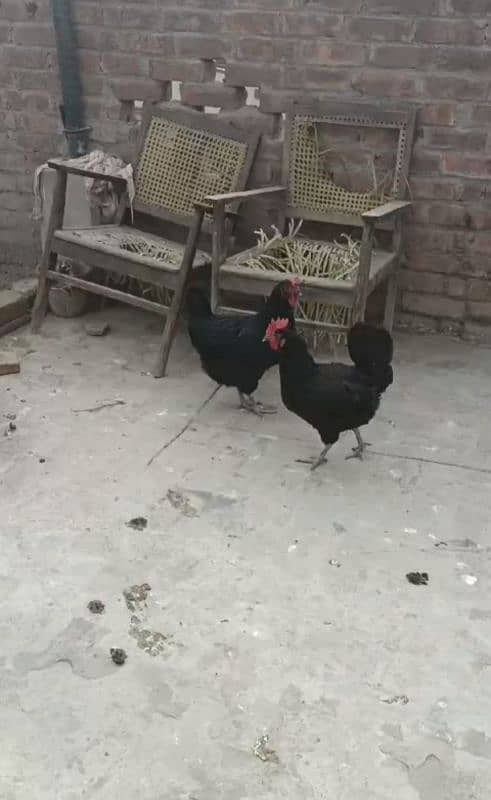 Australorp pair 0