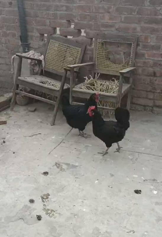 Australorp pair 3