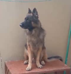 German Shepherd for sale