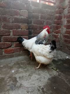 light Sussex breeder pair egg lying kar ri ha