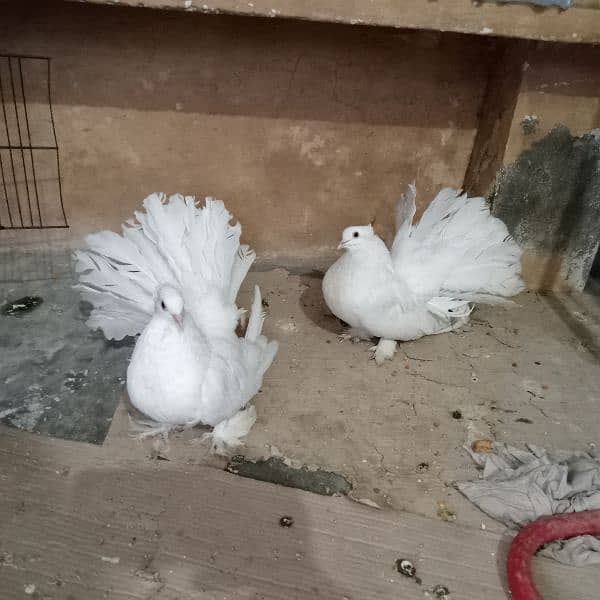 American Lakky kabutar ka pair Contact. 03024221529 3