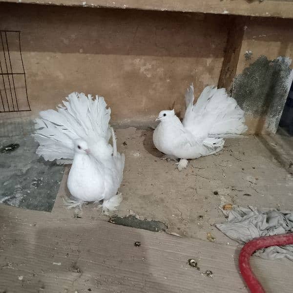 American Lakky kabutar ka pair Contact. 03024221529 6