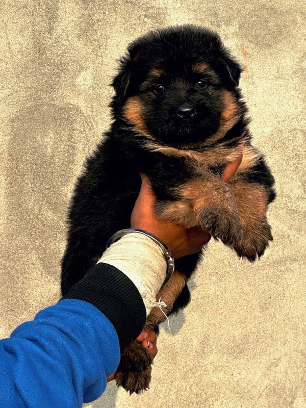 Pedigree German Shepherd male puppy available for sale 2