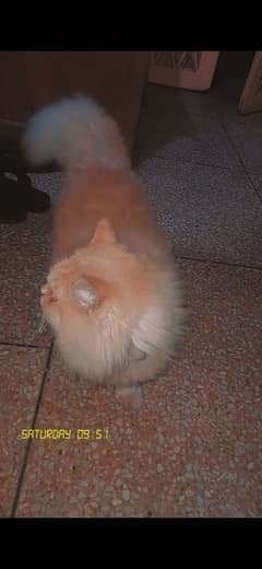 Persian Male cat