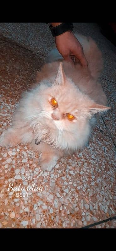 Persian Male cat 1