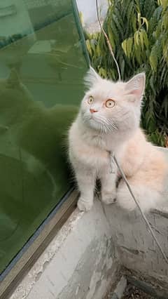 PERSIAN TOM CAT