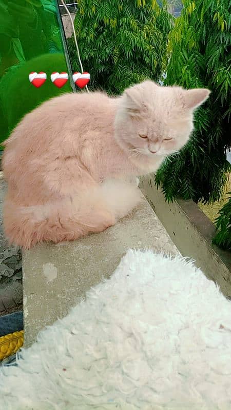 PERSIAN TOM CAT 2