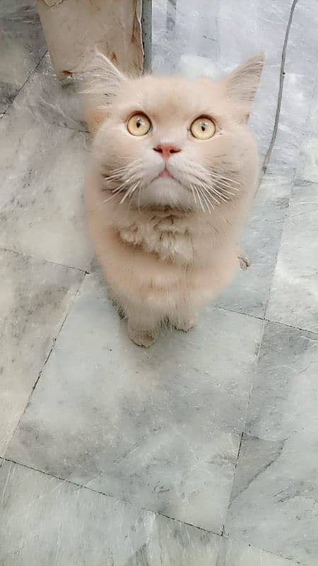 PERSIAN TOM CAT 3