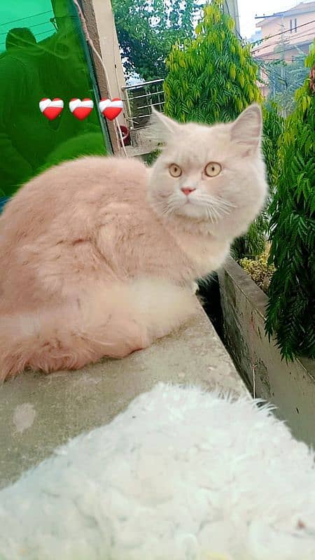 PERSIAN TOM CAT 4