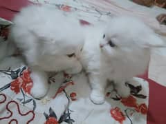 kitten Persian triple coated