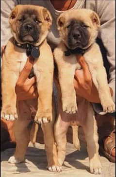 king Turkish kangal pair dabal hadi full havey bone stature for sale