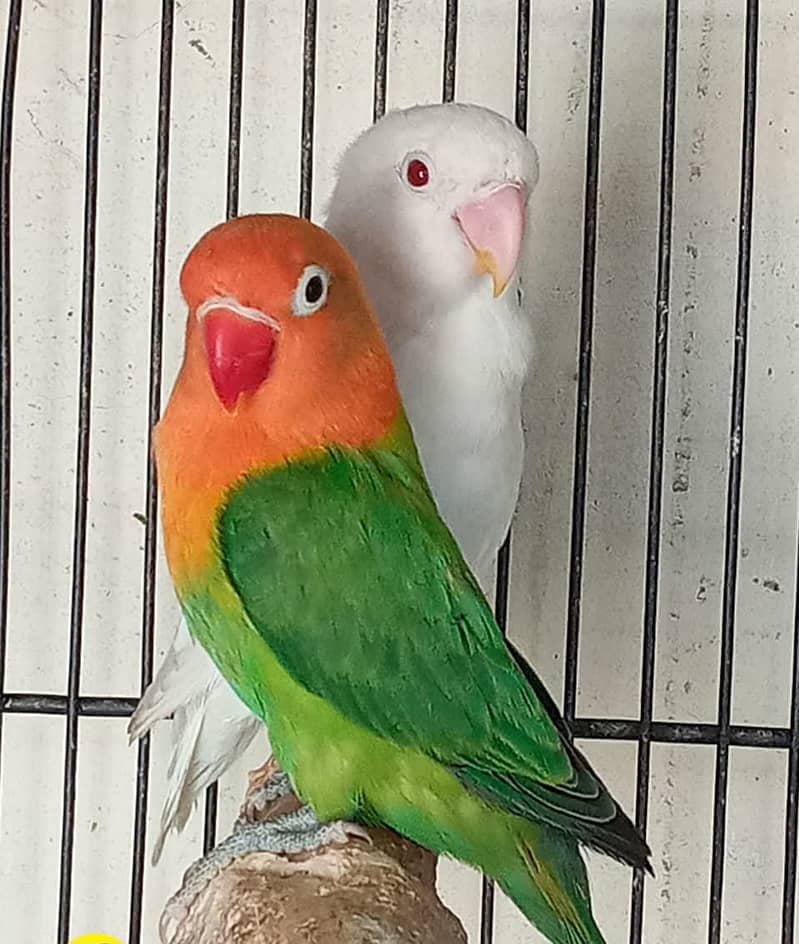 Love birds 3