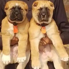 king Turkish kangal pair dabal hadi full security dogs havey bone