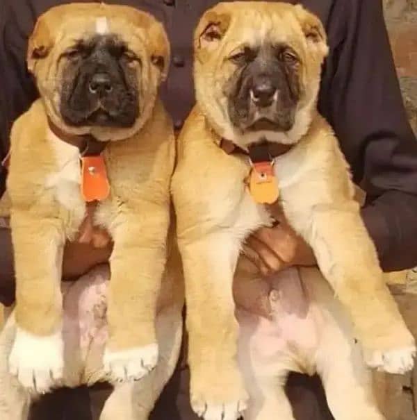 king Turkish kangal pair dabal hadi full security dogs havey bone 0