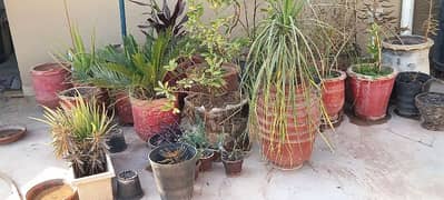 plants for sell