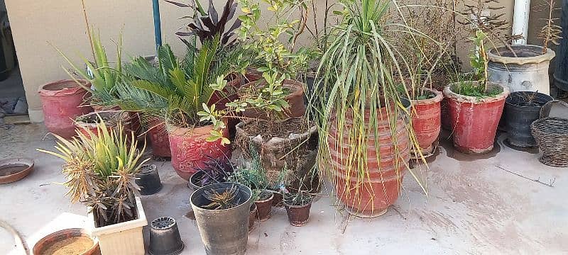 plants for sell 0