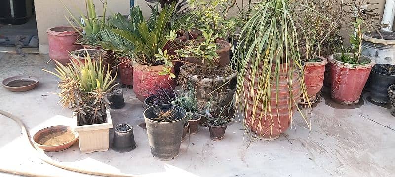 plants for sell 2