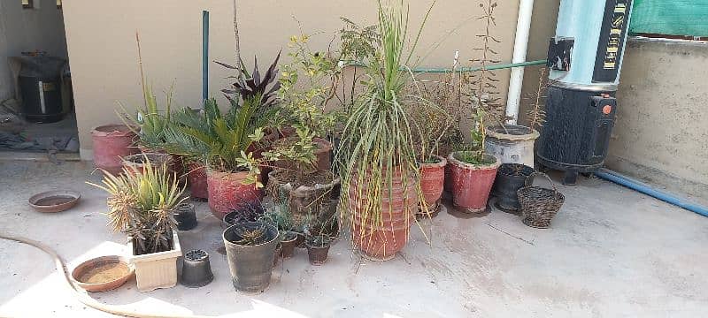 plants for sell 3