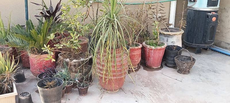 plants for sell 4