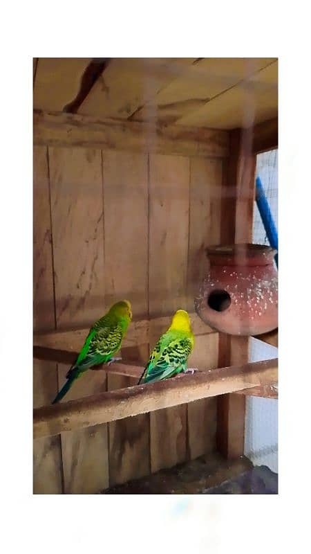 budgies and wooden cage 0