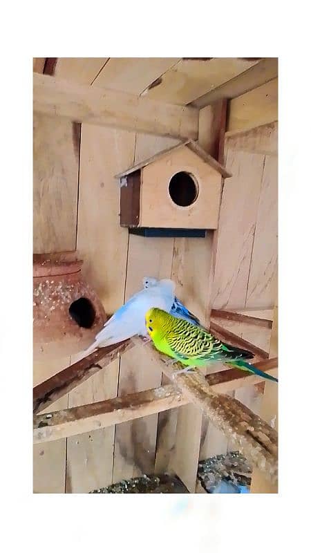 budgies and wooden cage 1