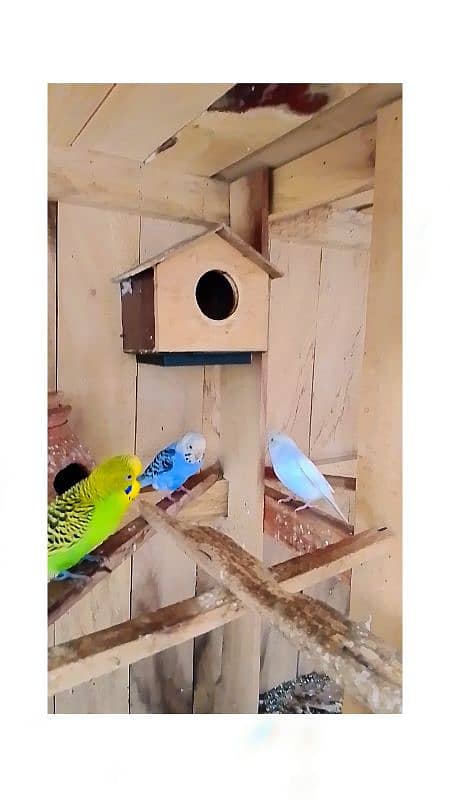 budgies and wooden cage 3