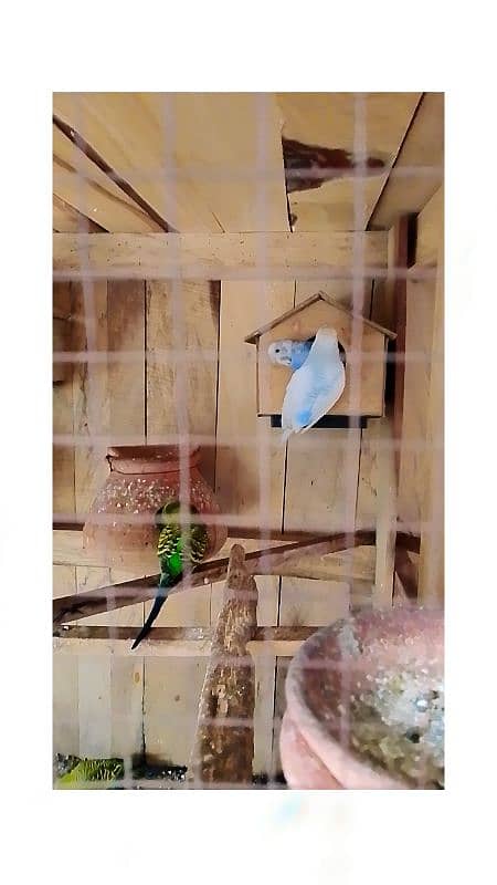 budgies and wooden cage 4