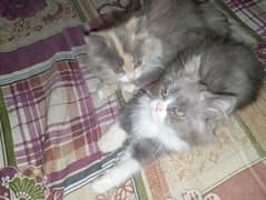 Percian Cat pair