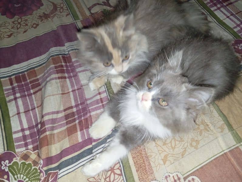 Percian Cat pair 0