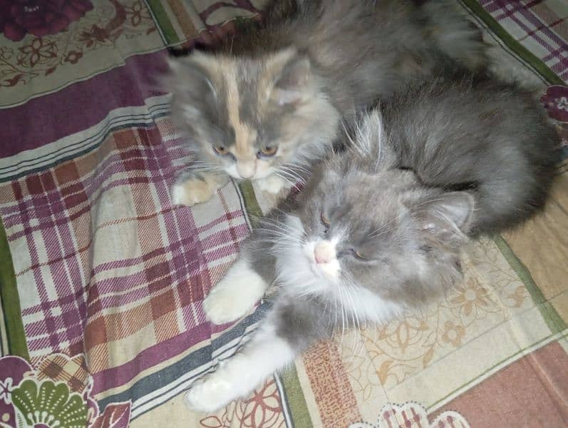 Percian Cat pair 1