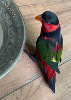 Parrot Talking Tamed Black Cap Lori