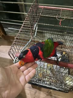 Parrot