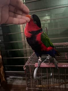 Parrot